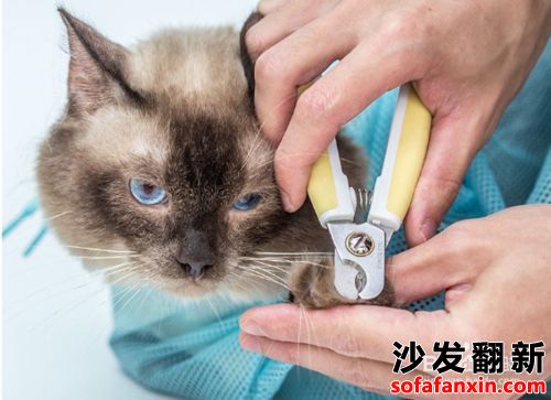家里的貓抓傷沙發(fā)怎么辦?如何防止呢?