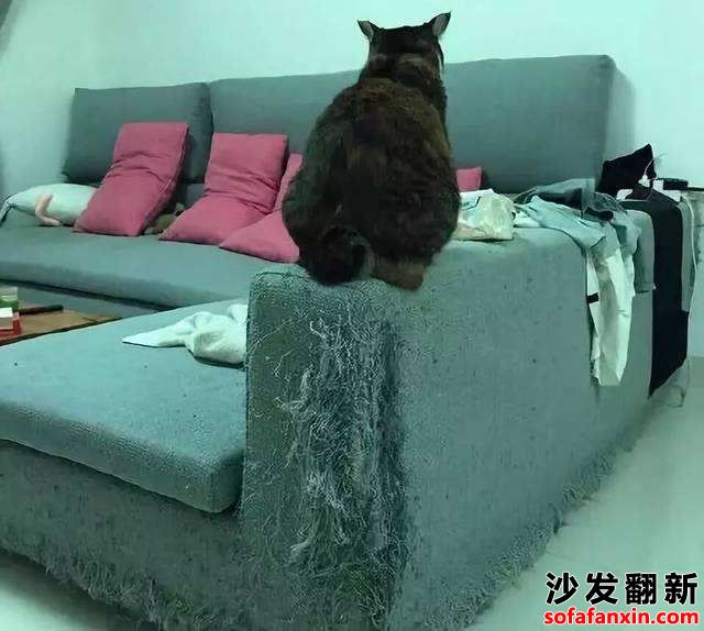 家里的貓抓傷沙發怎么辦？如何防止呢？